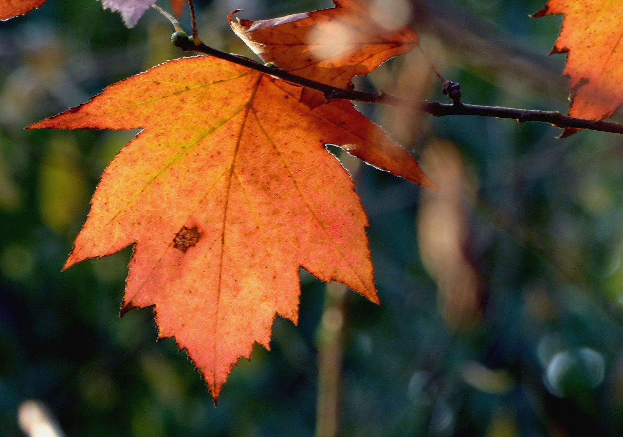 leaf  morning  fall free photo