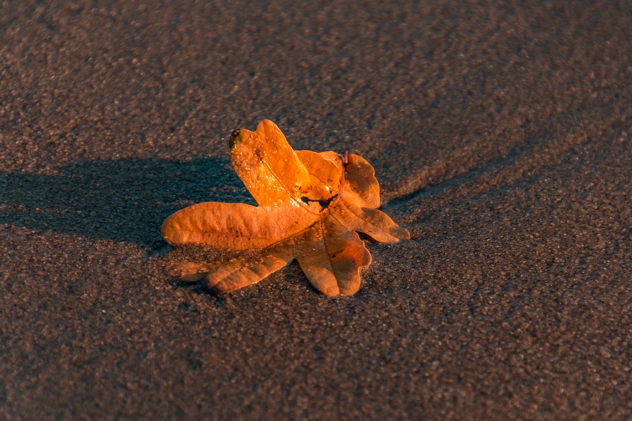 leaf  nature  water free photo