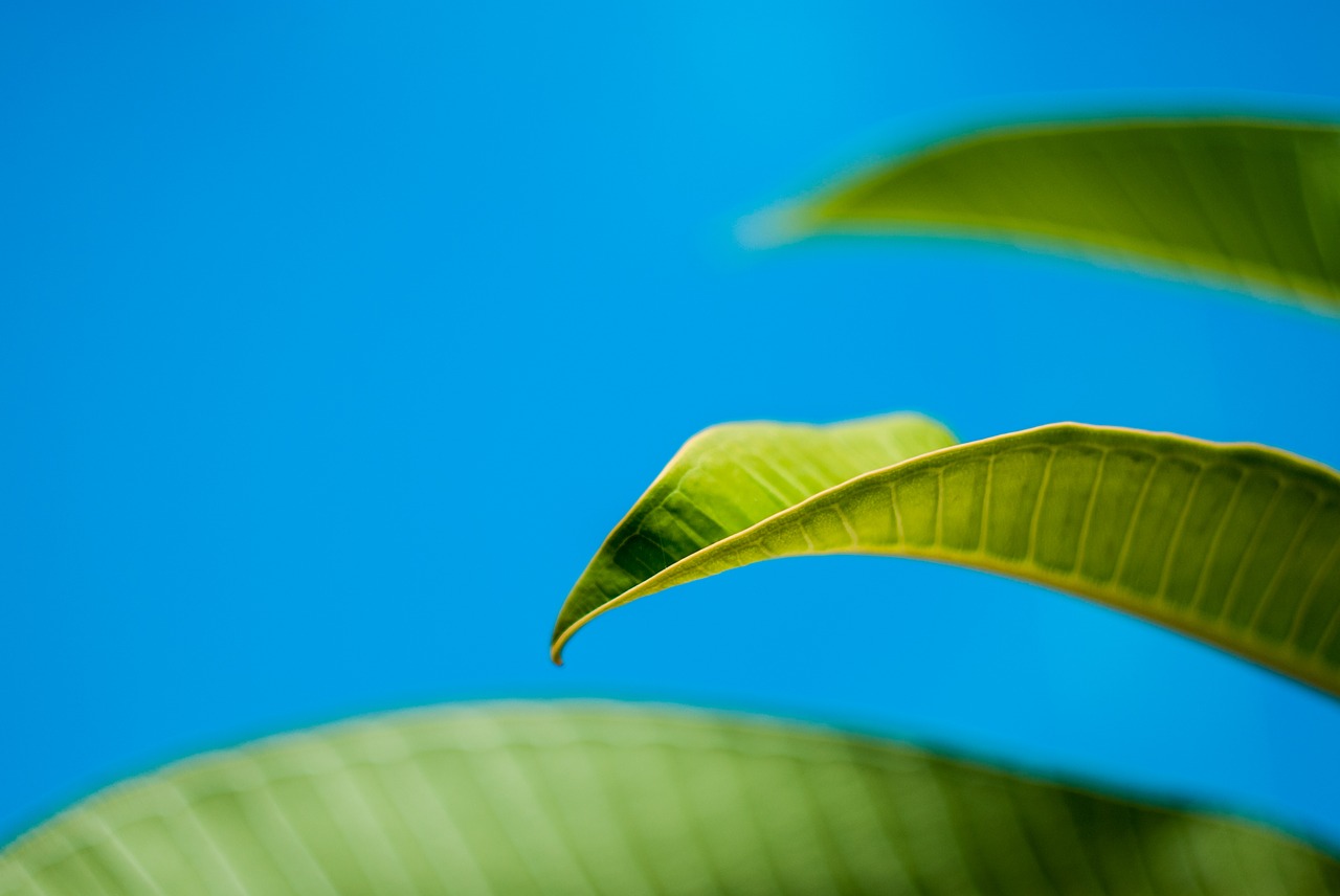 leaf  green  sky free photo