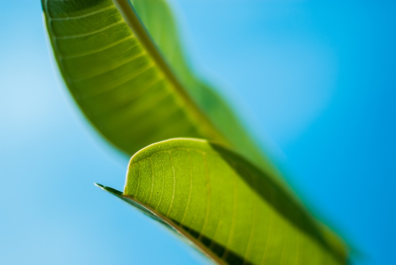 leaf  green  sky free photo