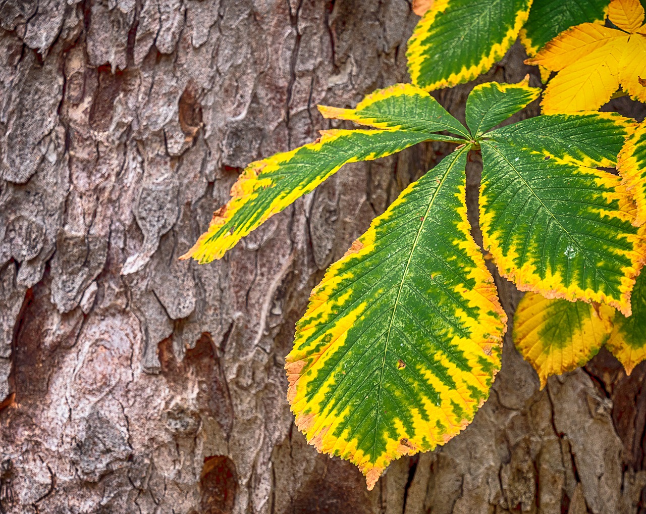 leaf  tree  trunk free photo