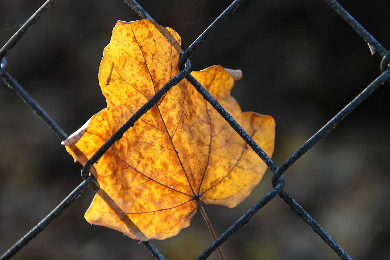 leaf  fence  yellow free photo