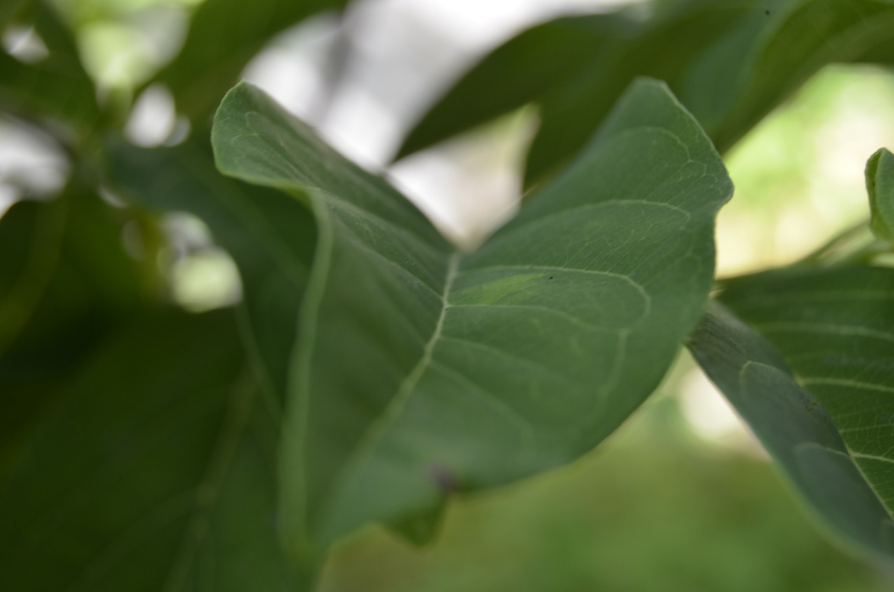 leaf  green  nature free photo