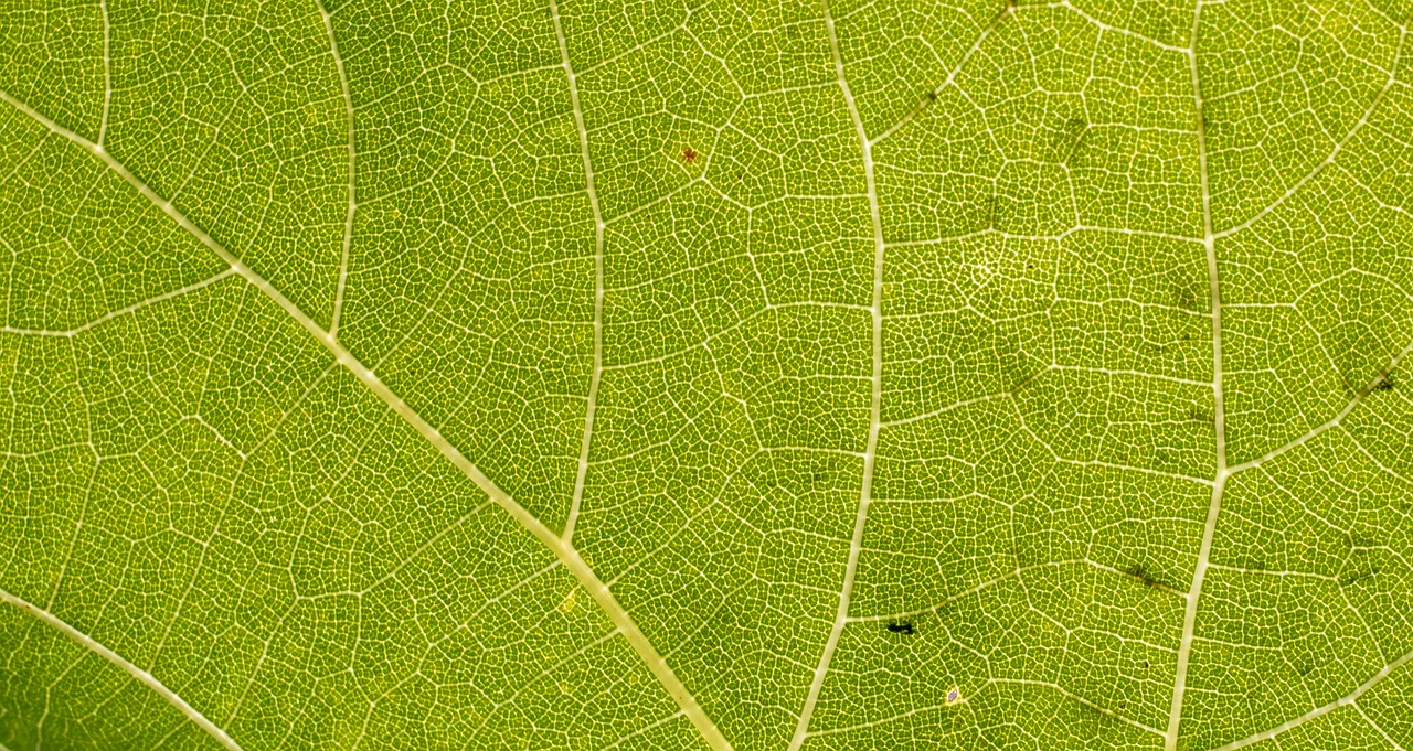 leaf  close up  vain free photo