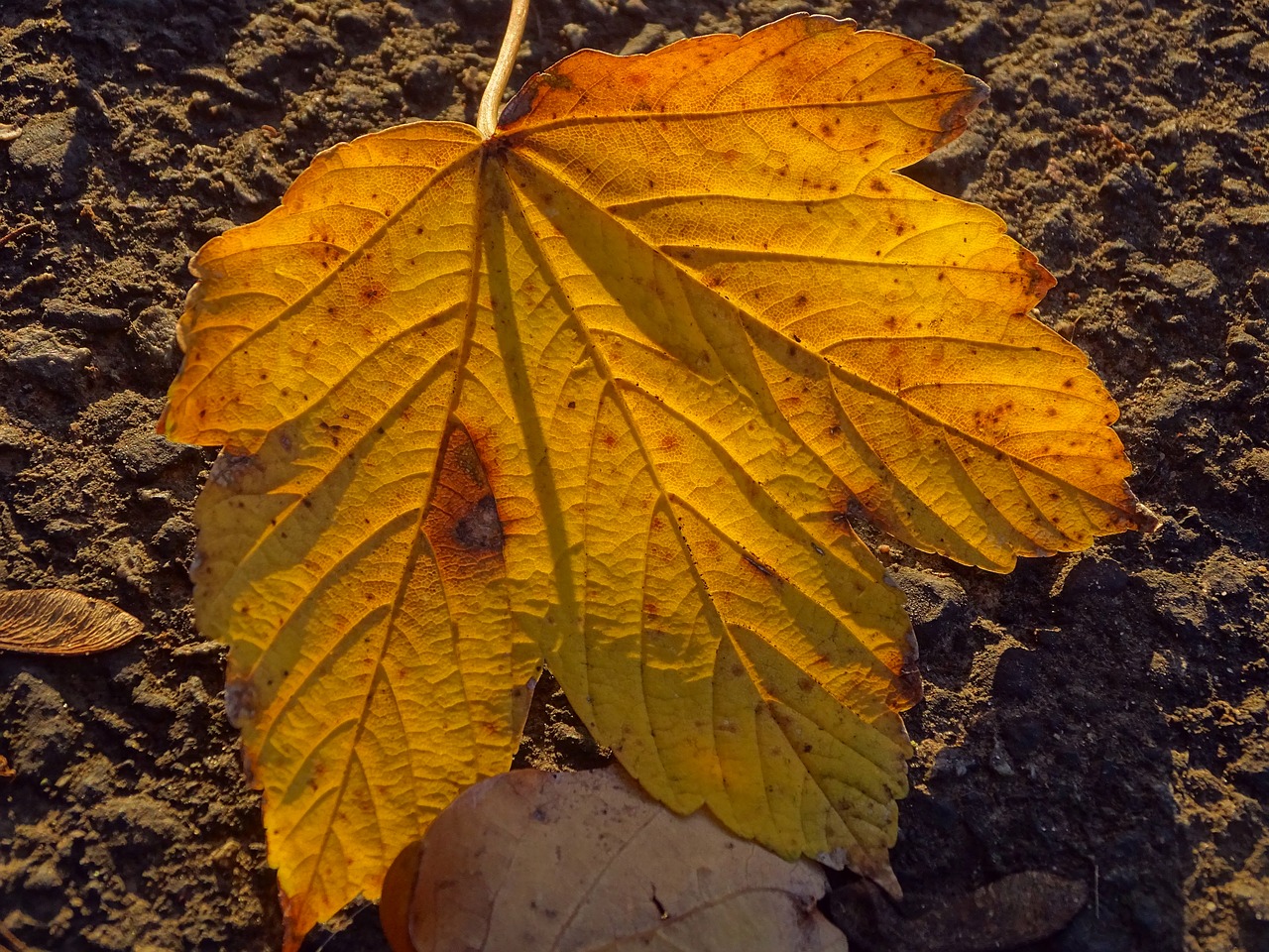 leaf  light  fall free photo