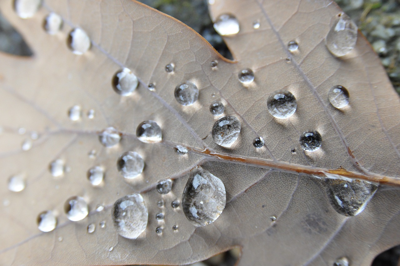 leaf  drip  autumn free photo