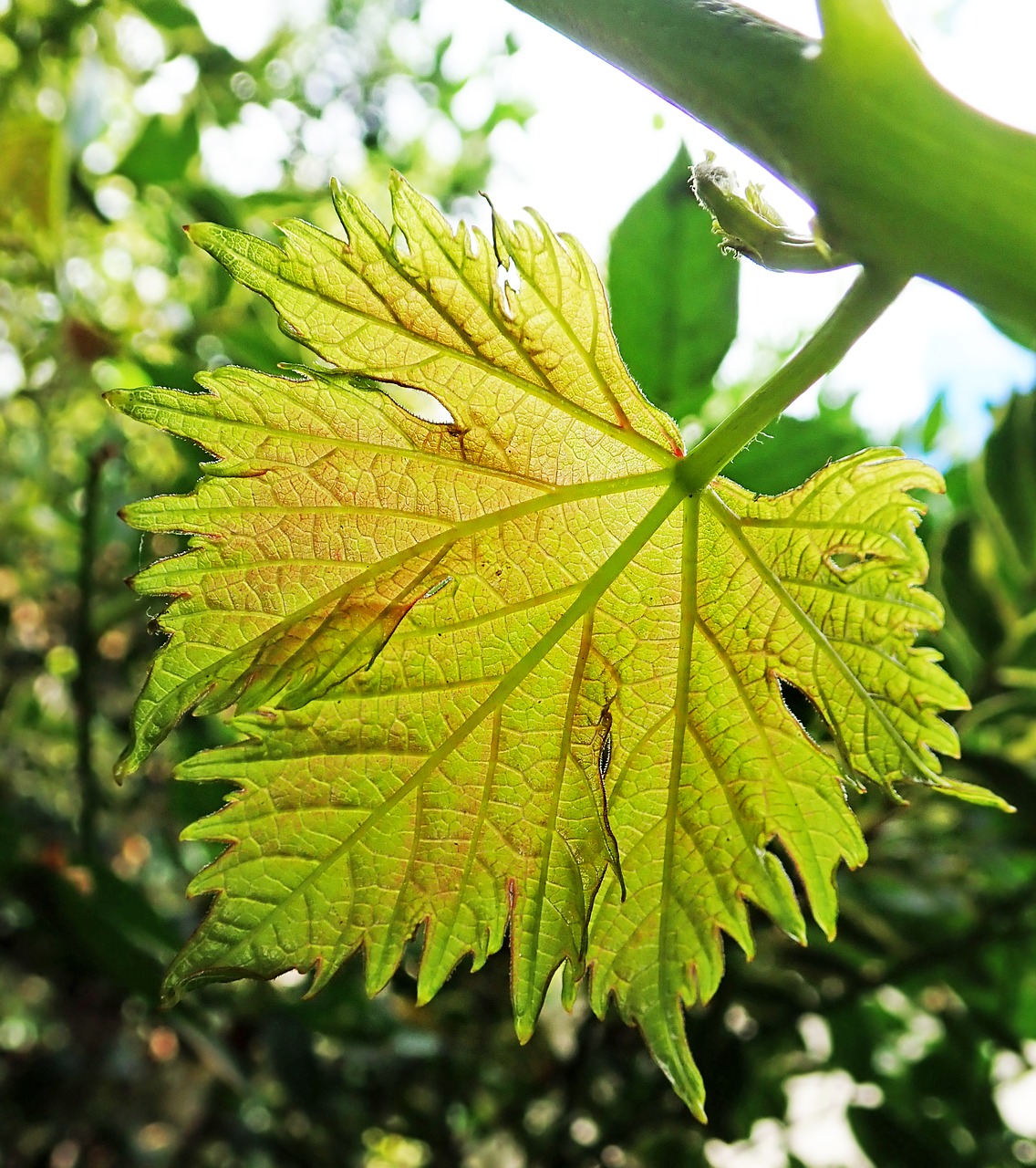 leaf  grape  plant free photo