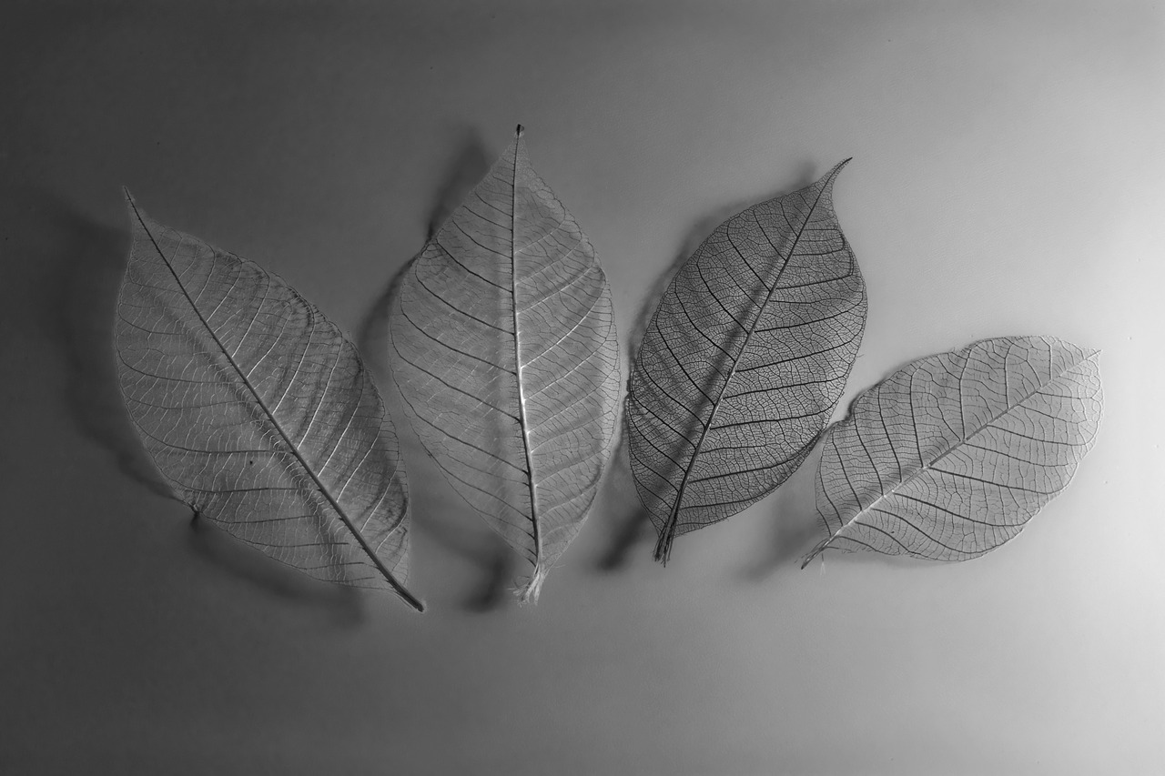 leaf  leaves  mono free photo