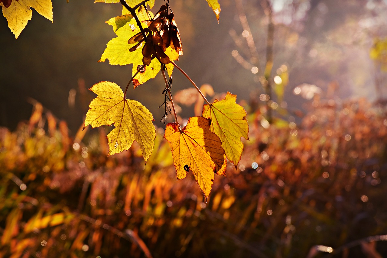 leaf  foliage  branch free photo