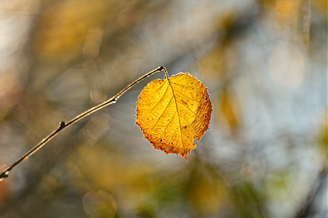 leaf  twig  foliage free photo