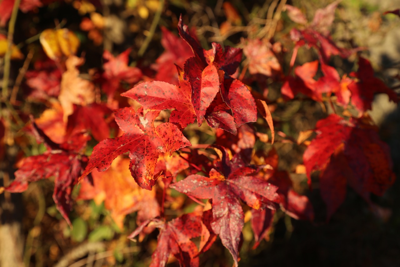 leaf  red  environment free photo