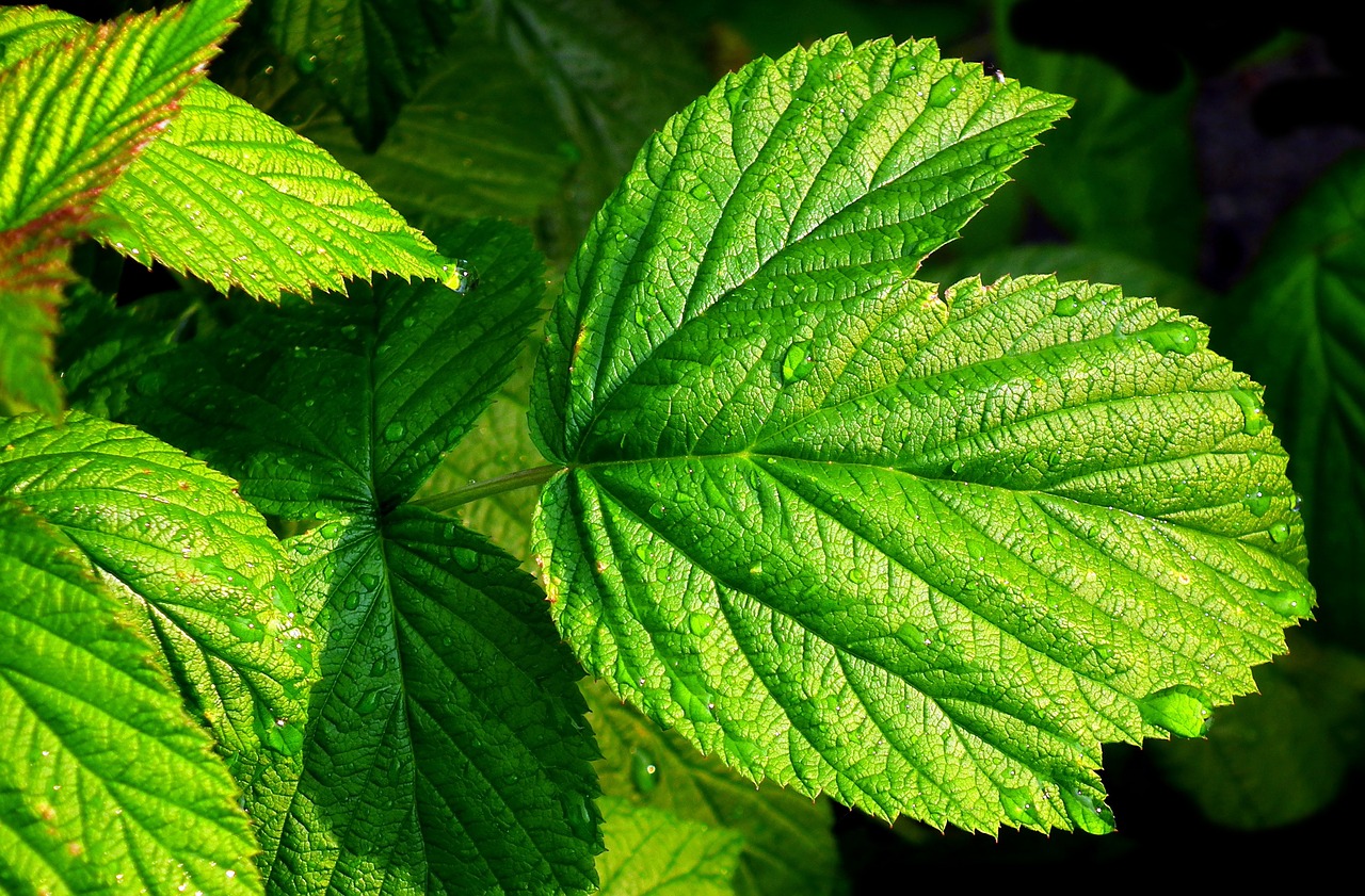 leaf  malina  garden free photo