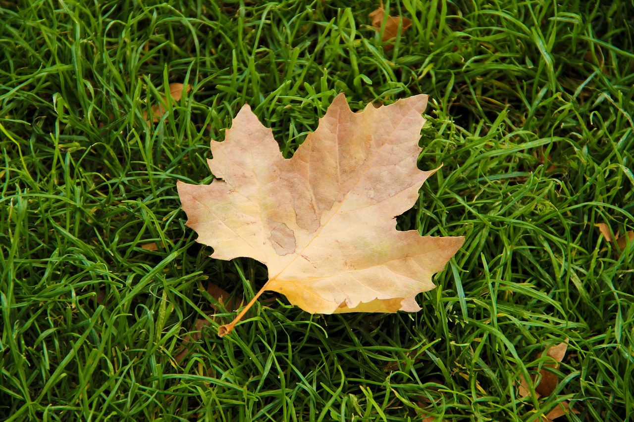 leaf  grass  nature free photo