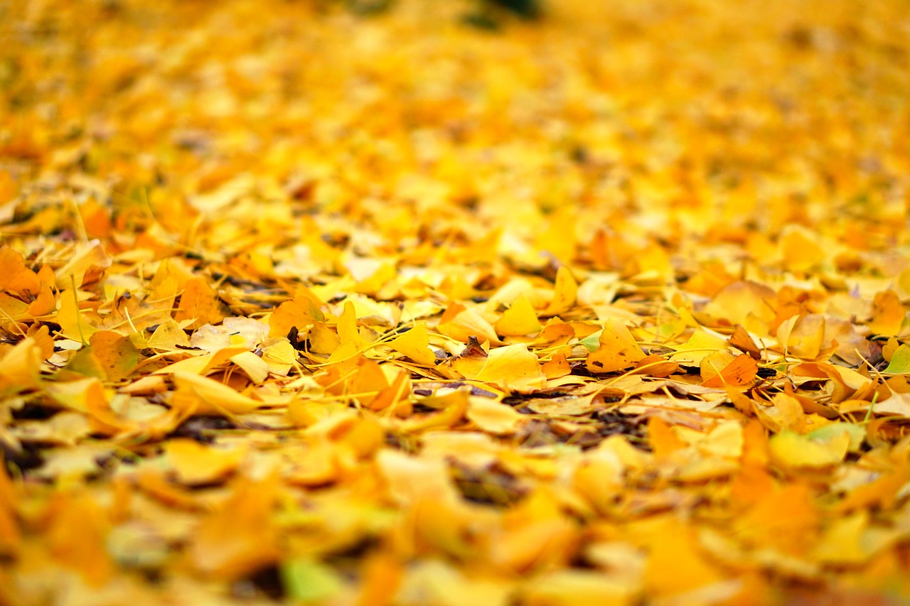 leaf  autumn  natural free photo