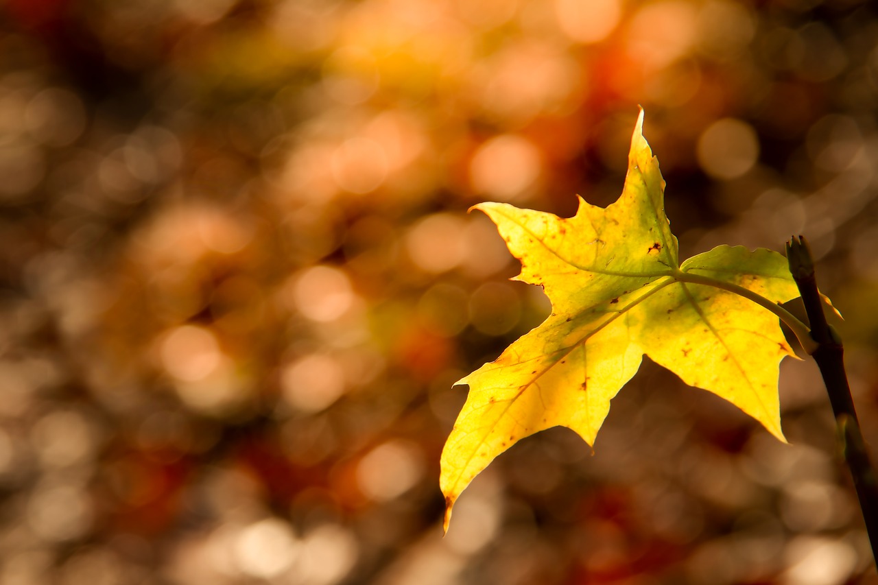 leaf  forest  sunlight free photo