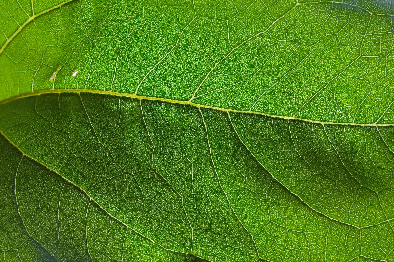 leaf  vein  nature free photo