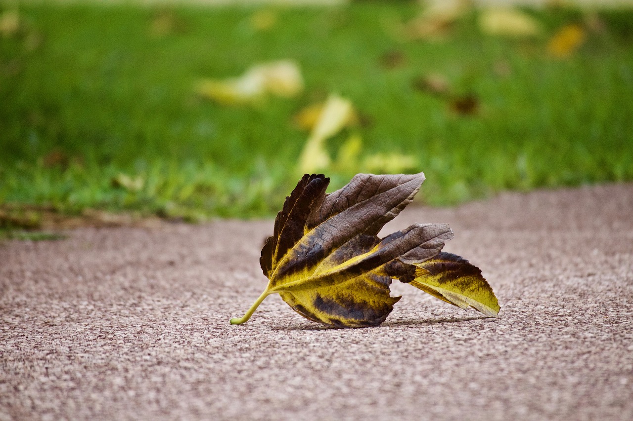 leaf  winter  autumn free photo