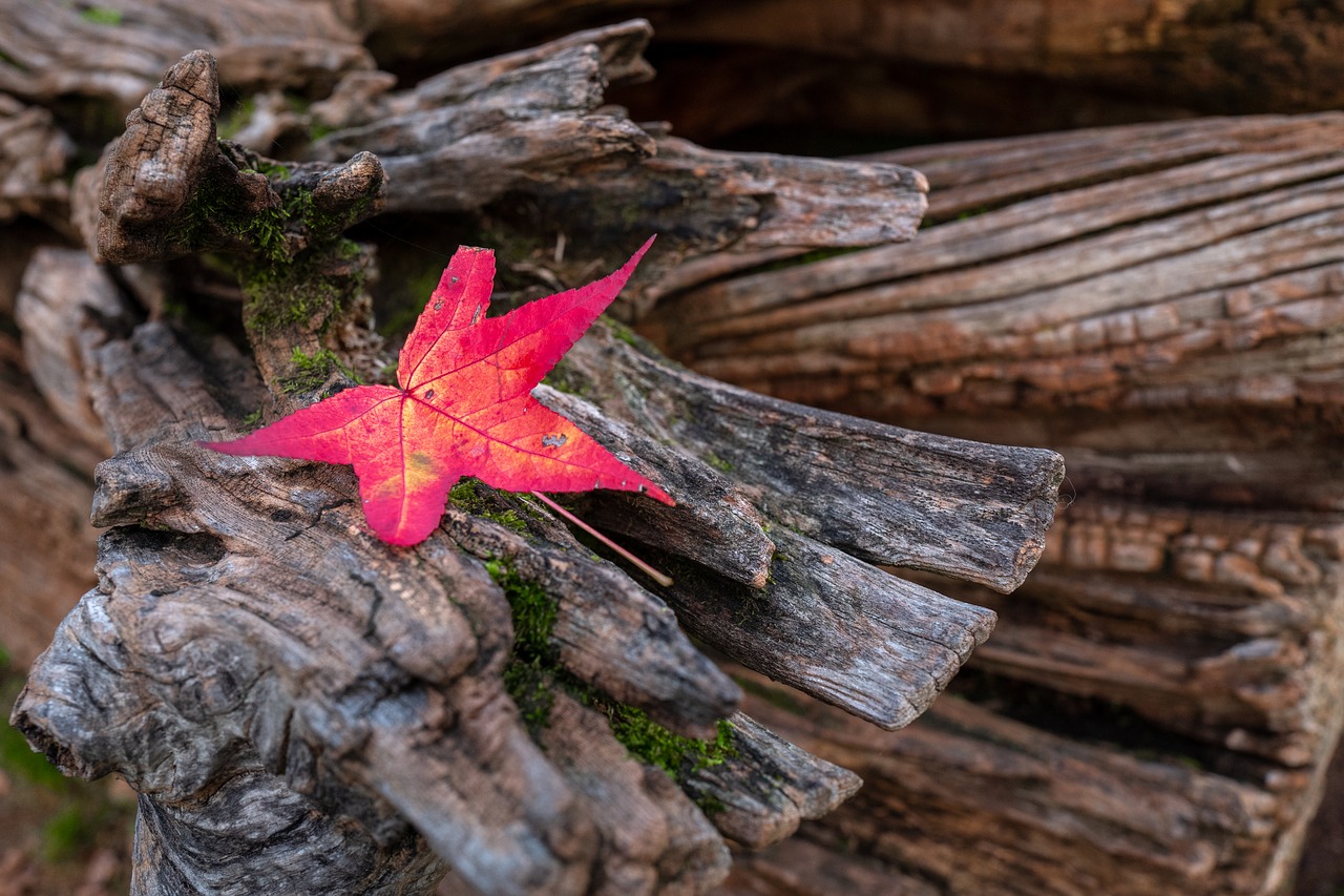 leaf  rossa  autumn free photo