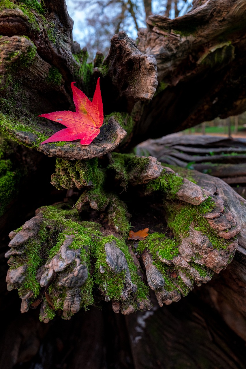 leaf  red  autumn free photo