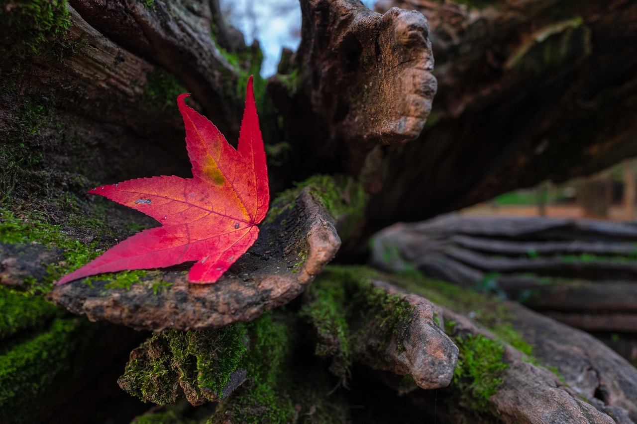 leaf  red  autumn free photo