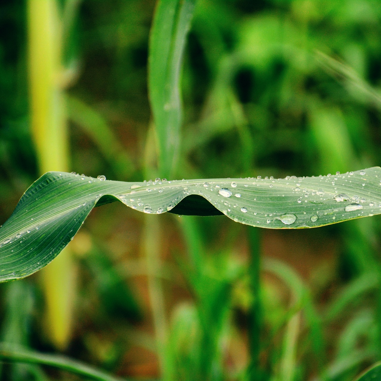 leaf  nature  green free photo