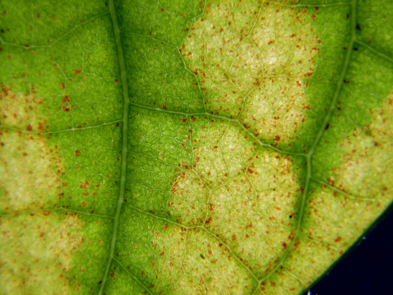 leaf  translucent  macro free photo