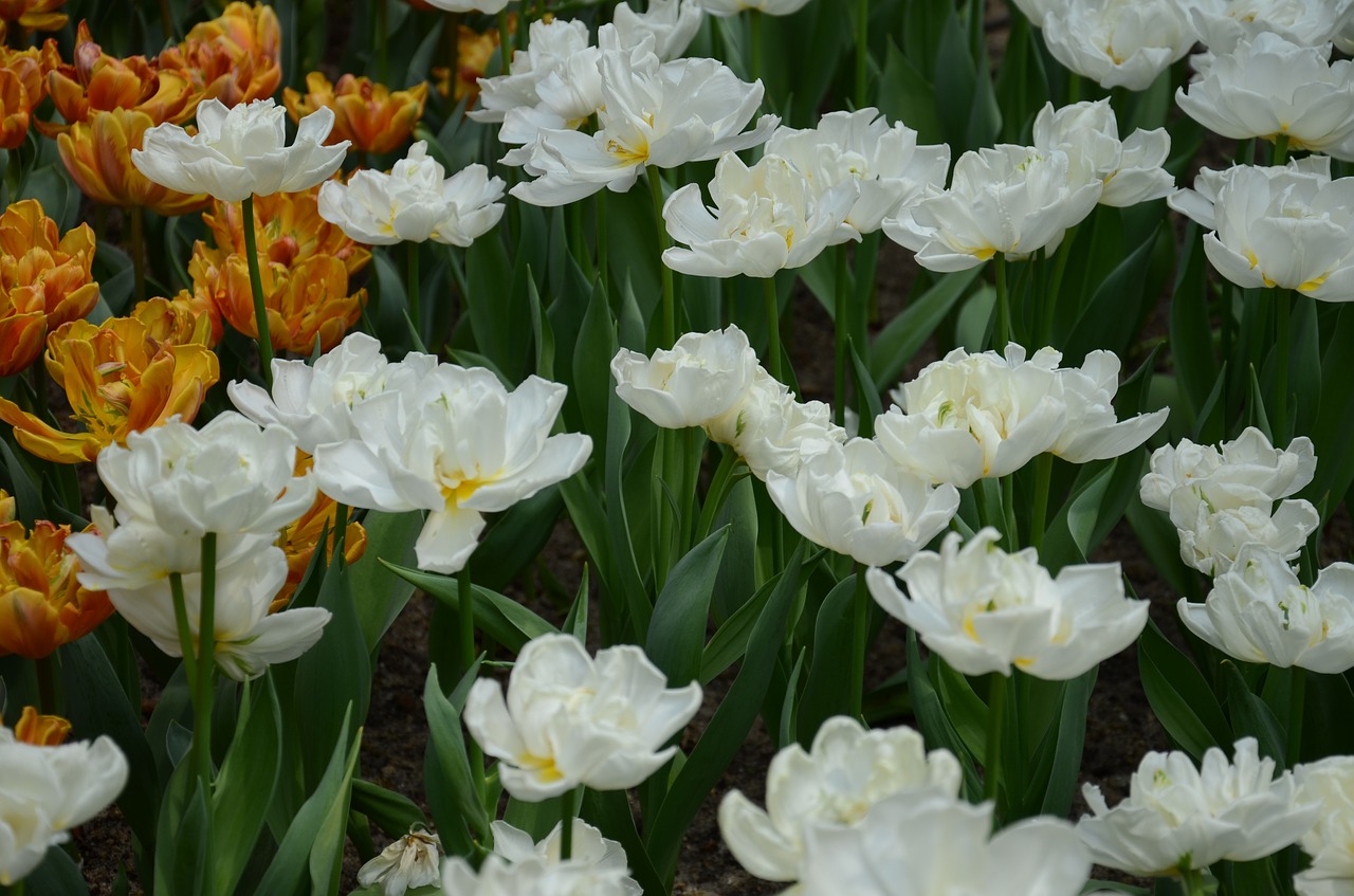 leaf  flowers  garden free photo