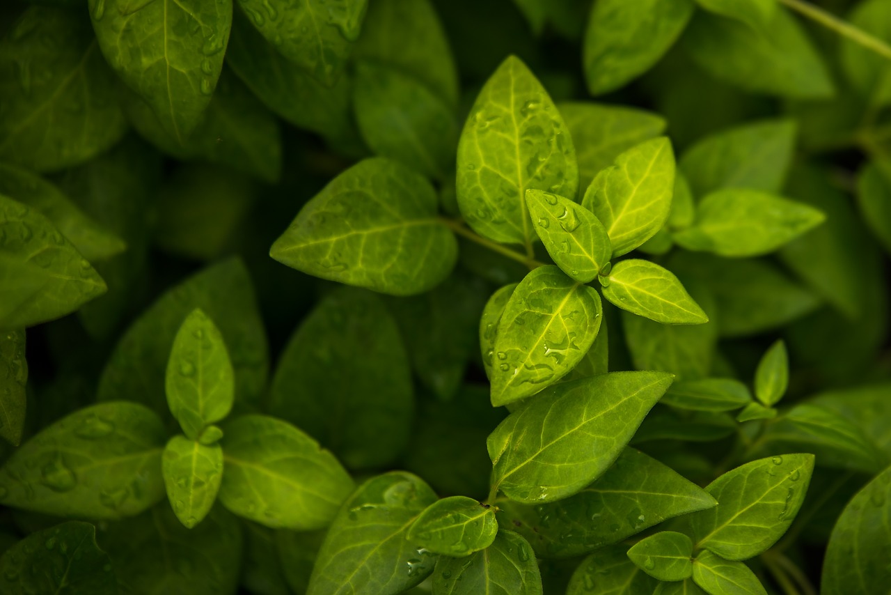 leaf  plant  green free photo