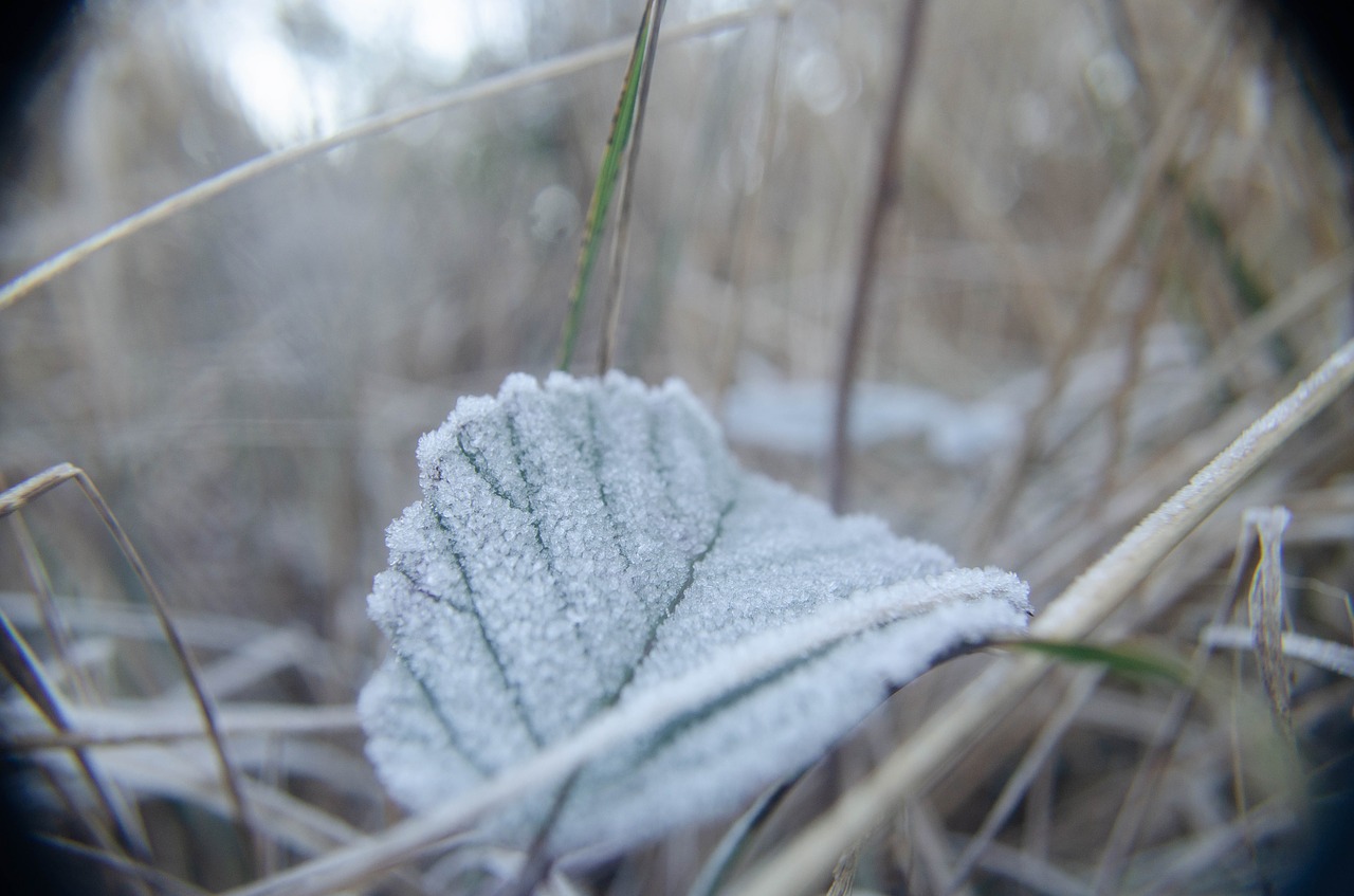 leaf  frost  ice free photo