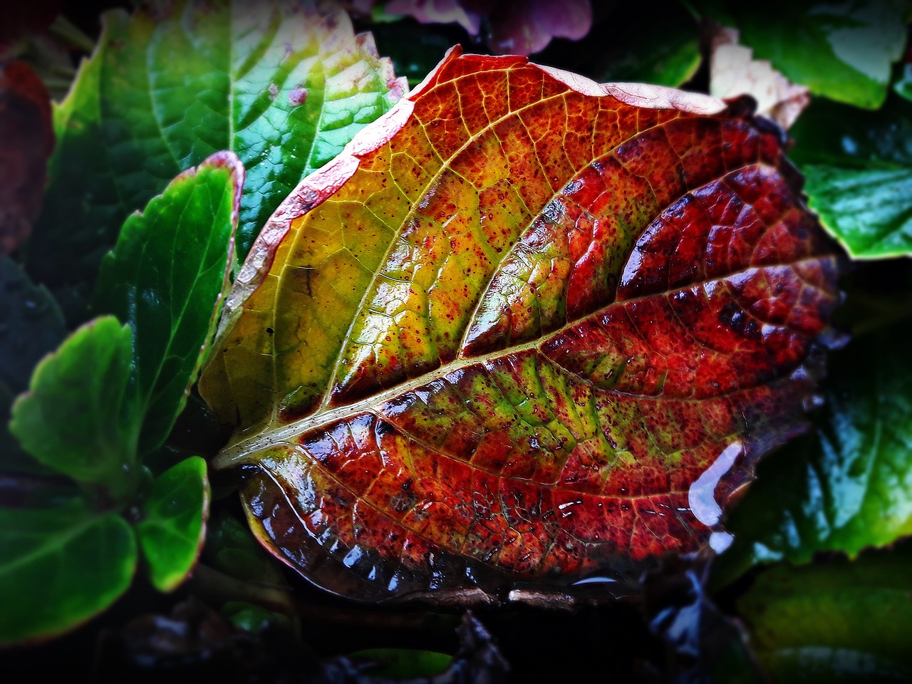 leaf  autumn  colors free photo