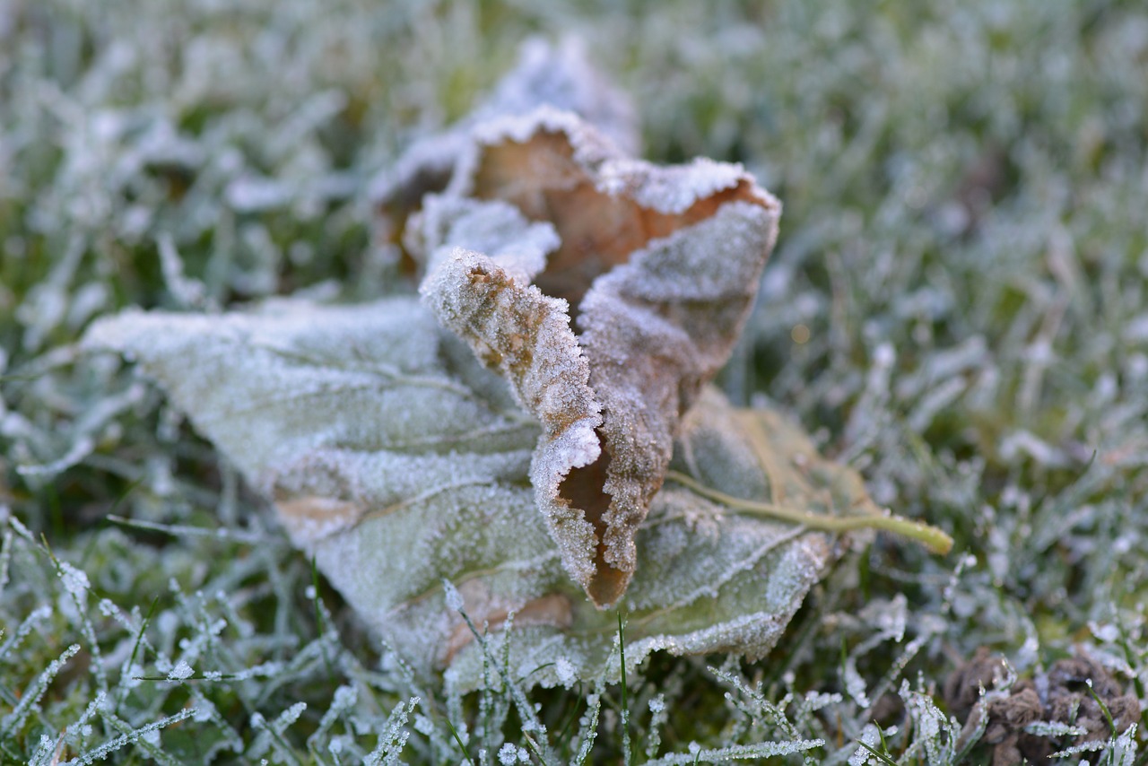 leaf  frozen  cold free photo