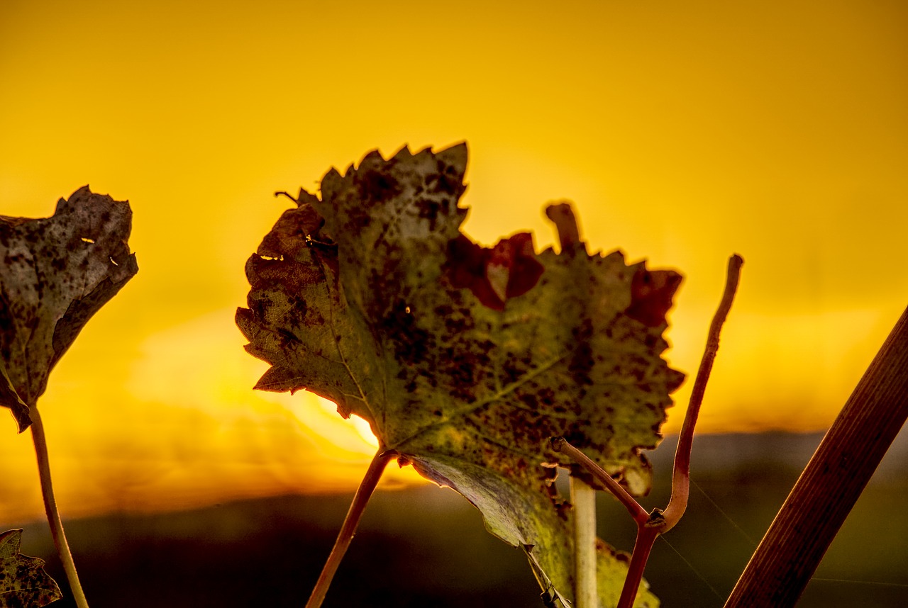 leaf  grapevine  close up free photo