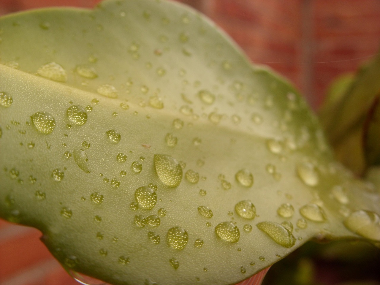 leaf  drop  water free photo