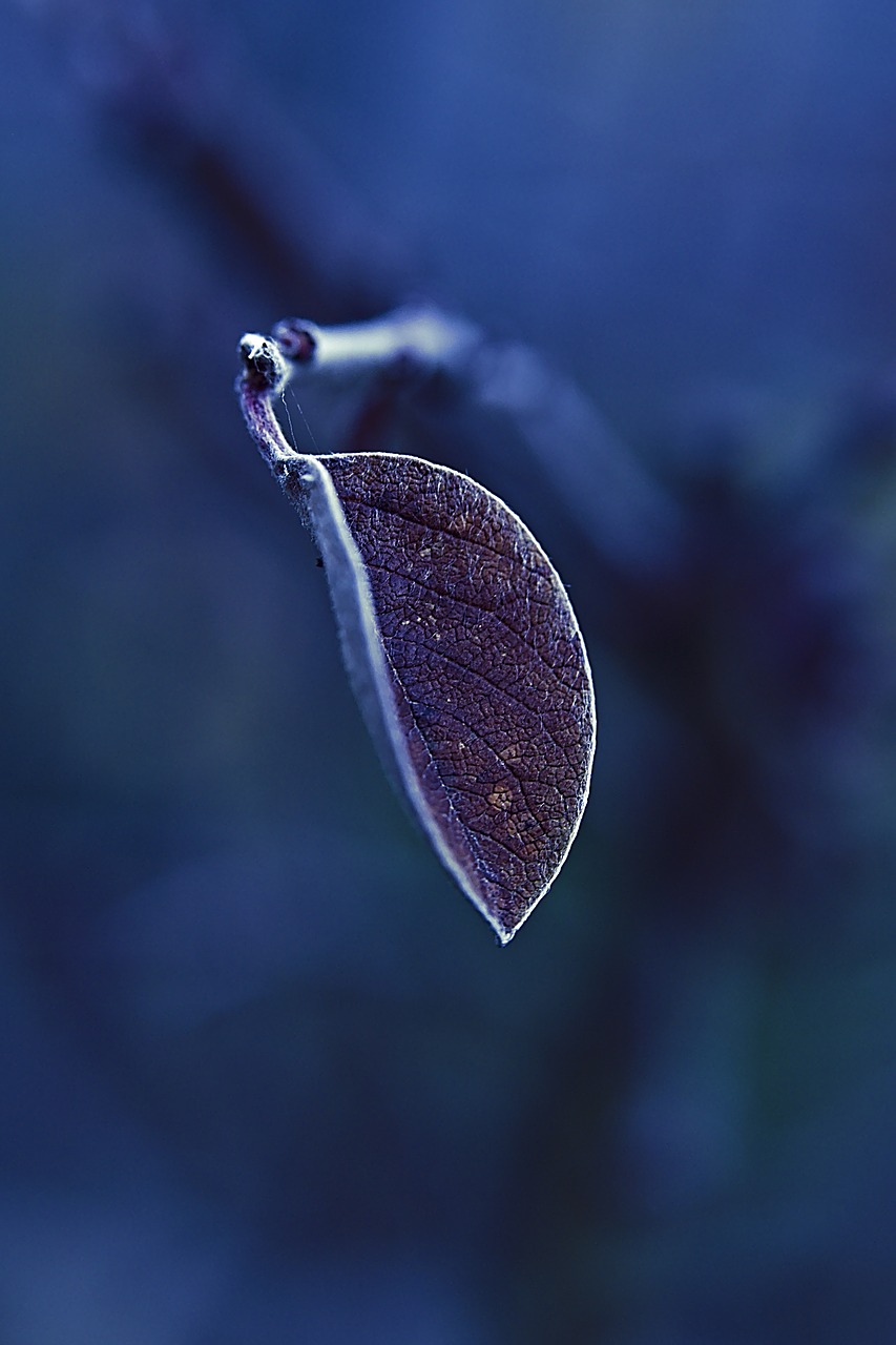 leaf  frost  frozen free photo