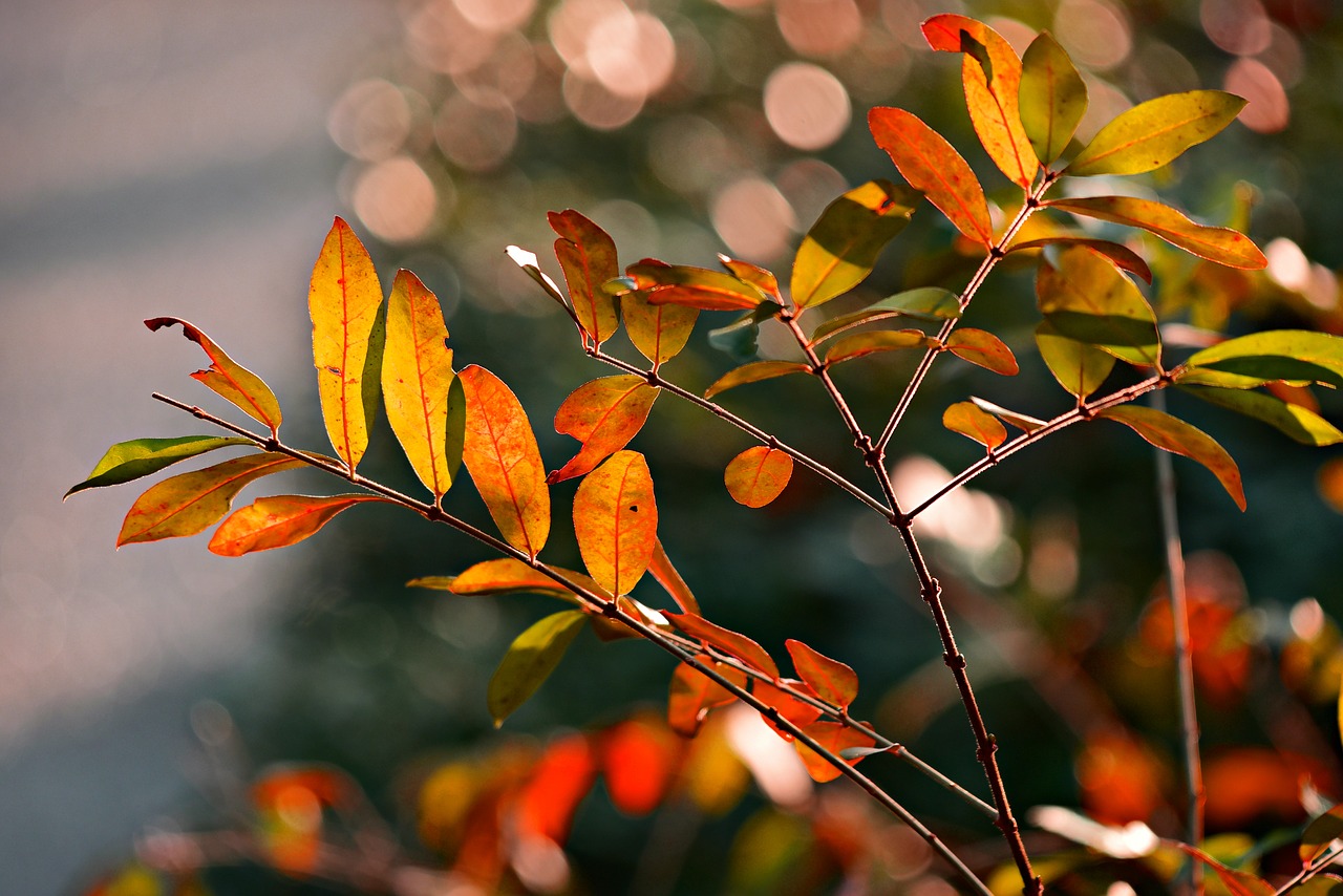 leaf  foliage  twig free photo