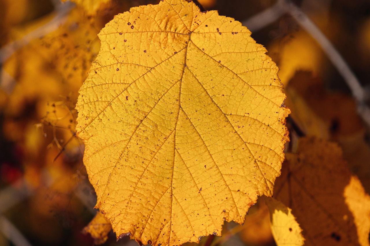 leaf  structure  veins free photo