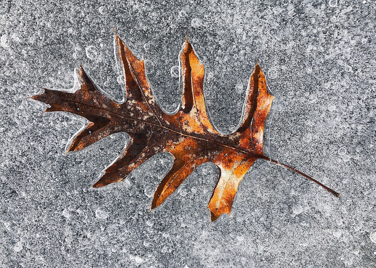 leaf  ice  frozen free photo