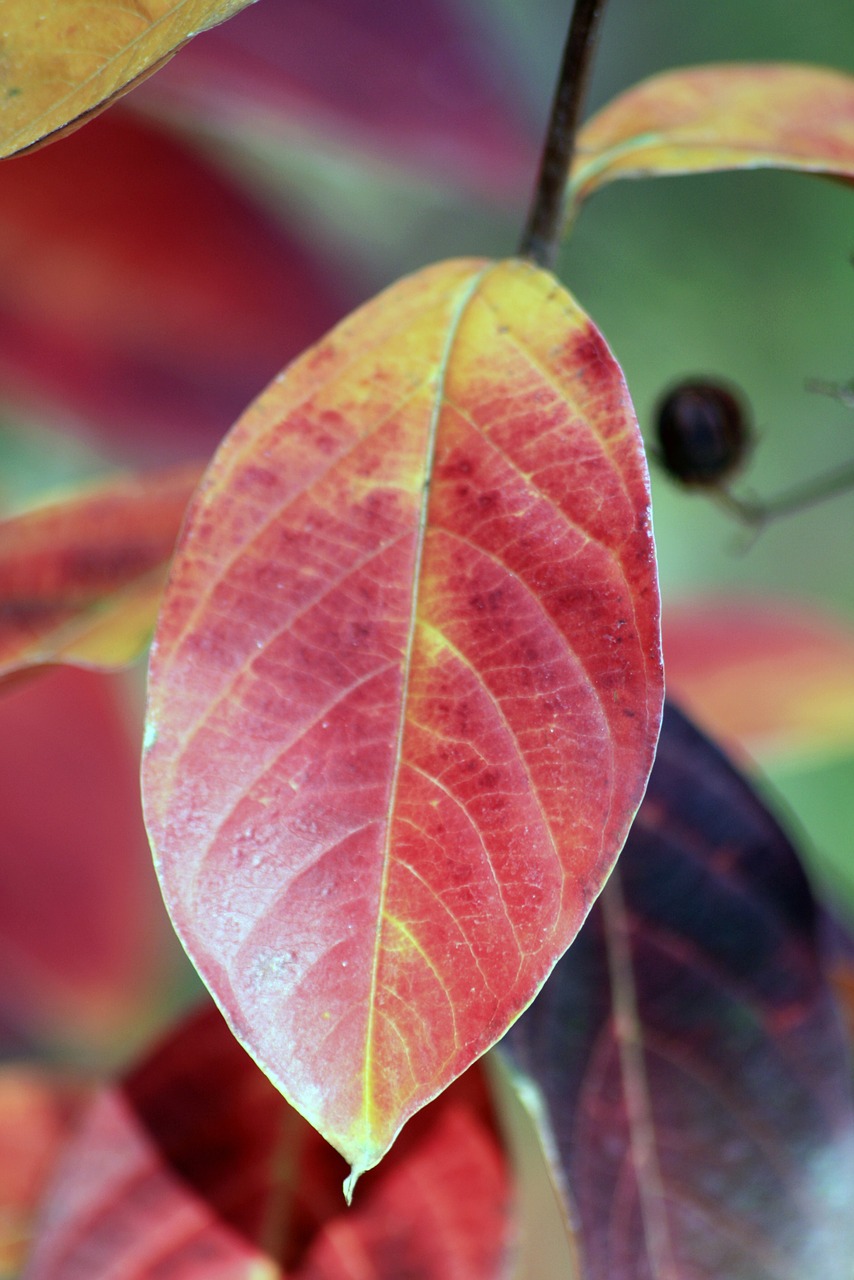 leaf  leaves  fall free photo