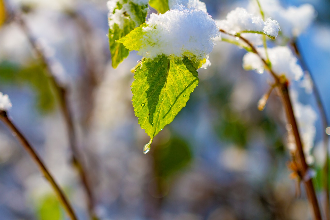 leaf  winter  cold free photo