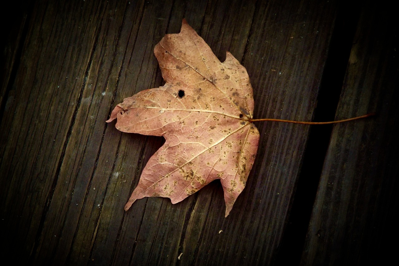 leaf  table  fall free photo