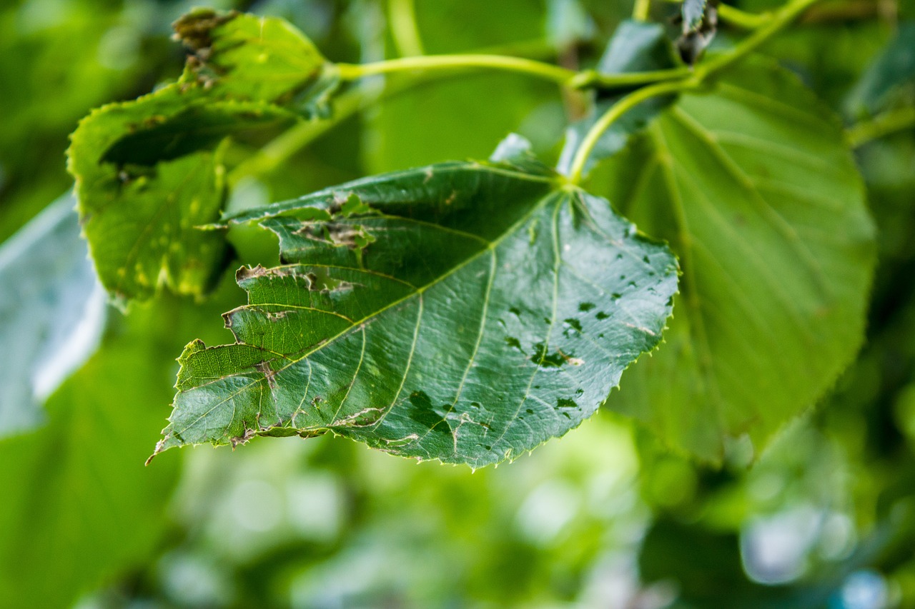 leaf green tree free photo