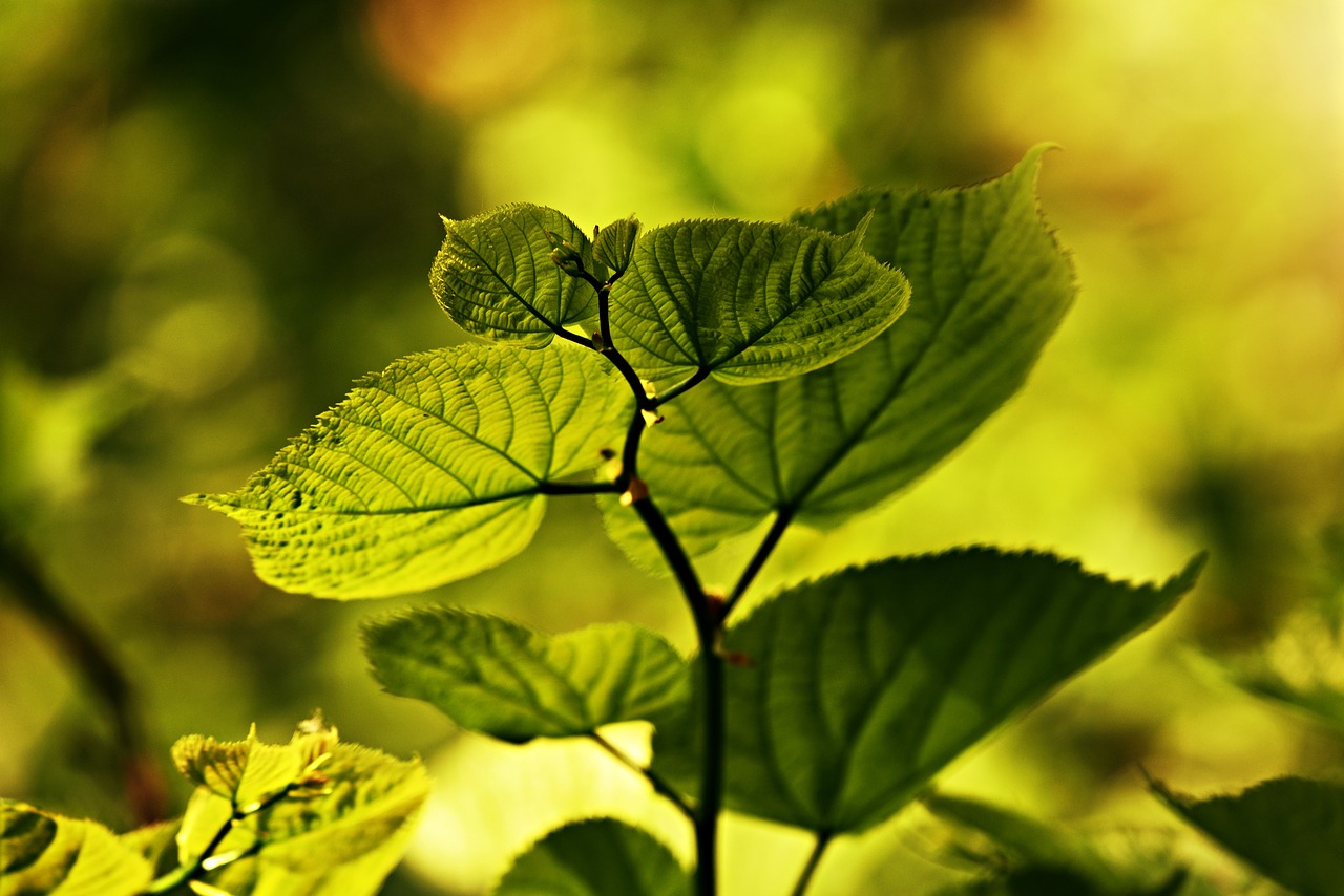 leaf  vein  pattern free photo