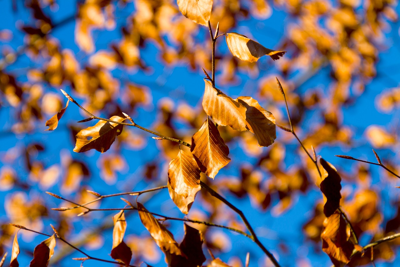 leaf  tree  nature free photo