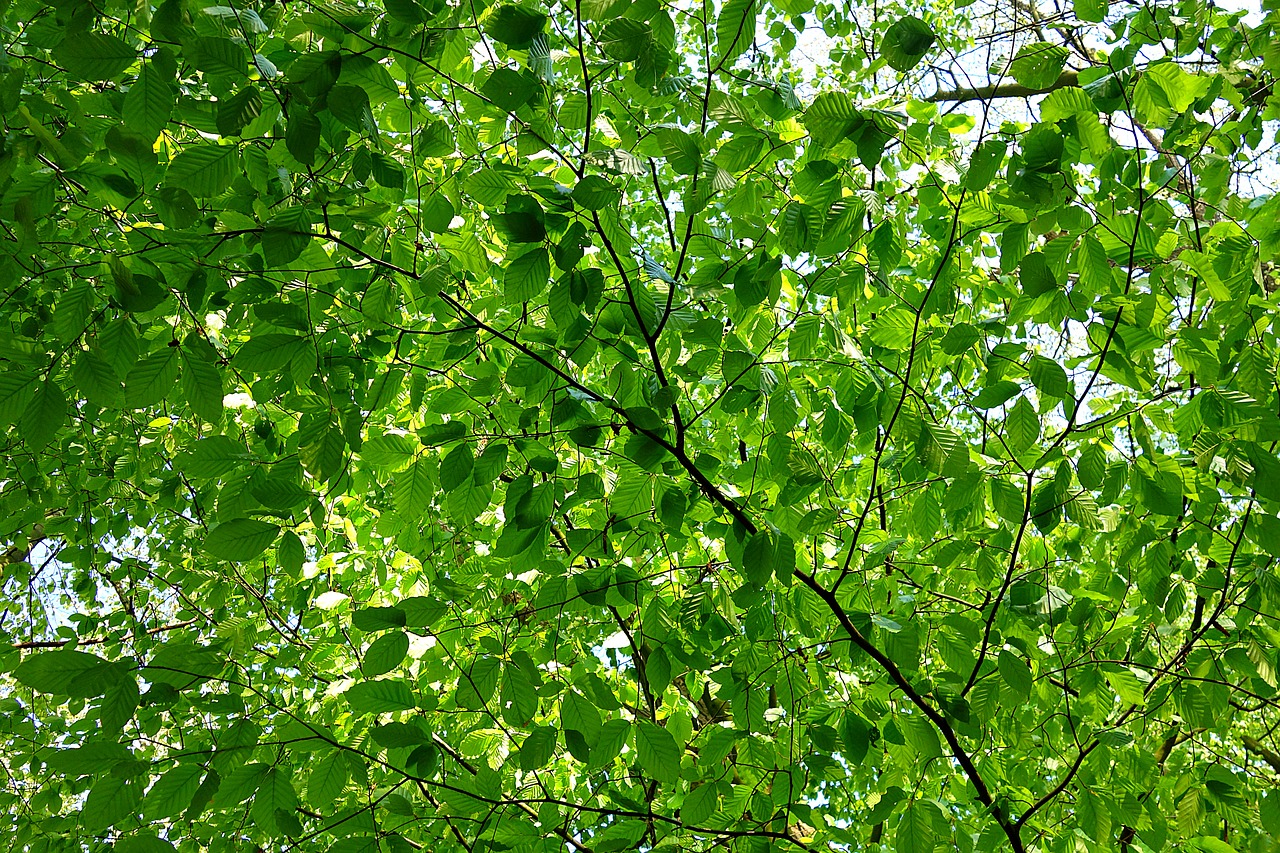 leaf  foliage  branch free photo