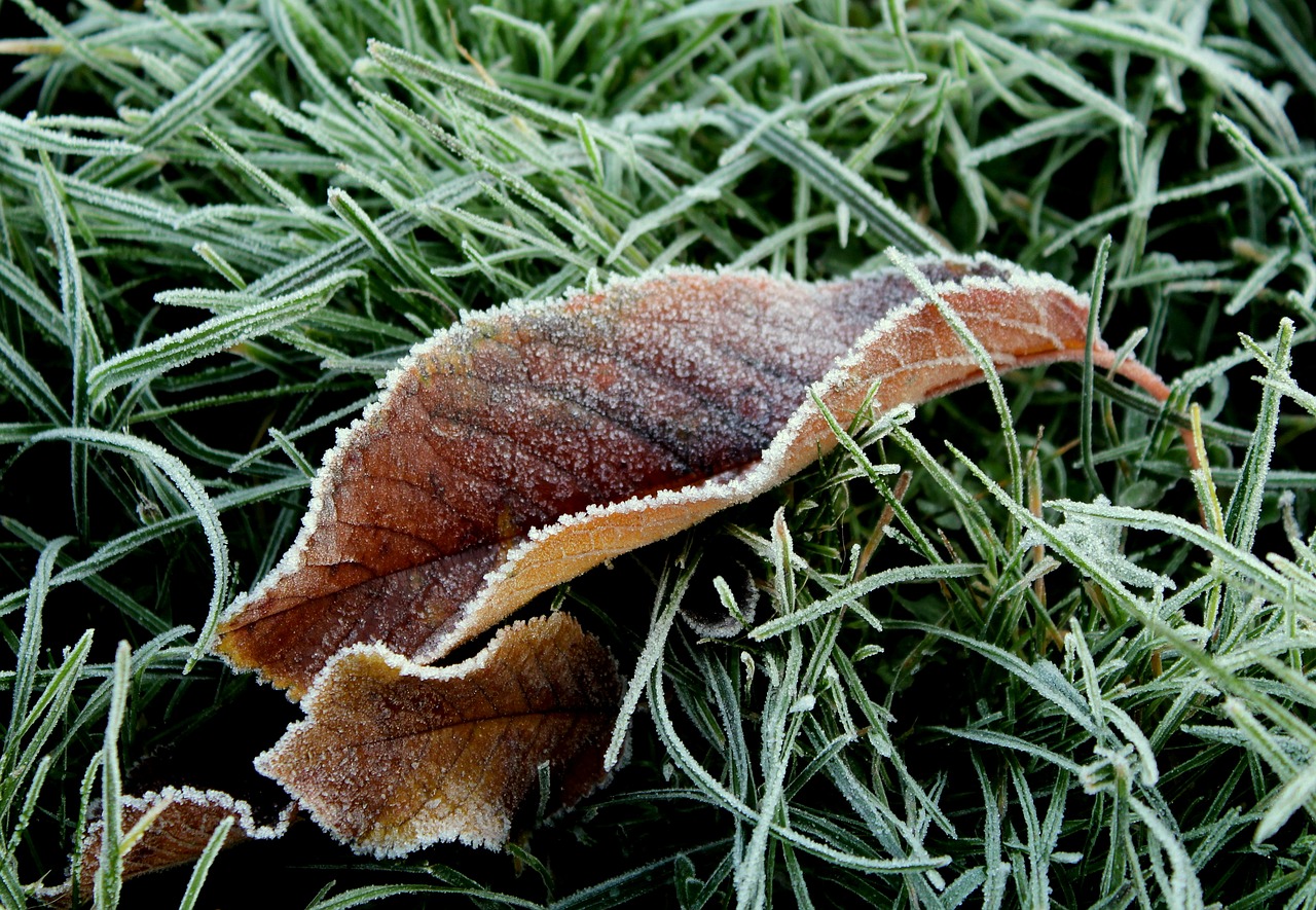 leaf  frost  ground frost free photo
