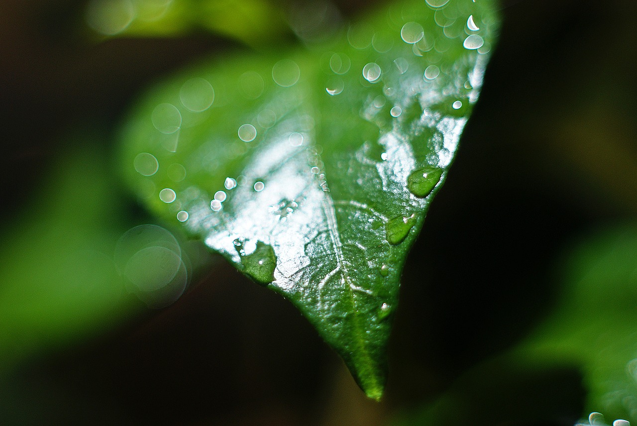 leaf  foliage  green free photo