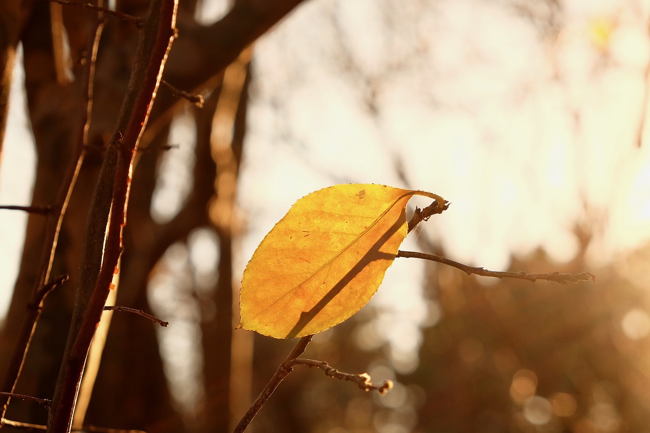 leaf  sunset  tree free photo