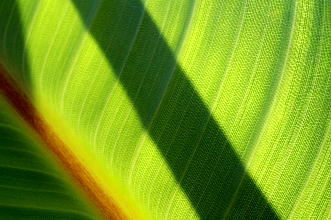 leaf  shadow  forest free photo