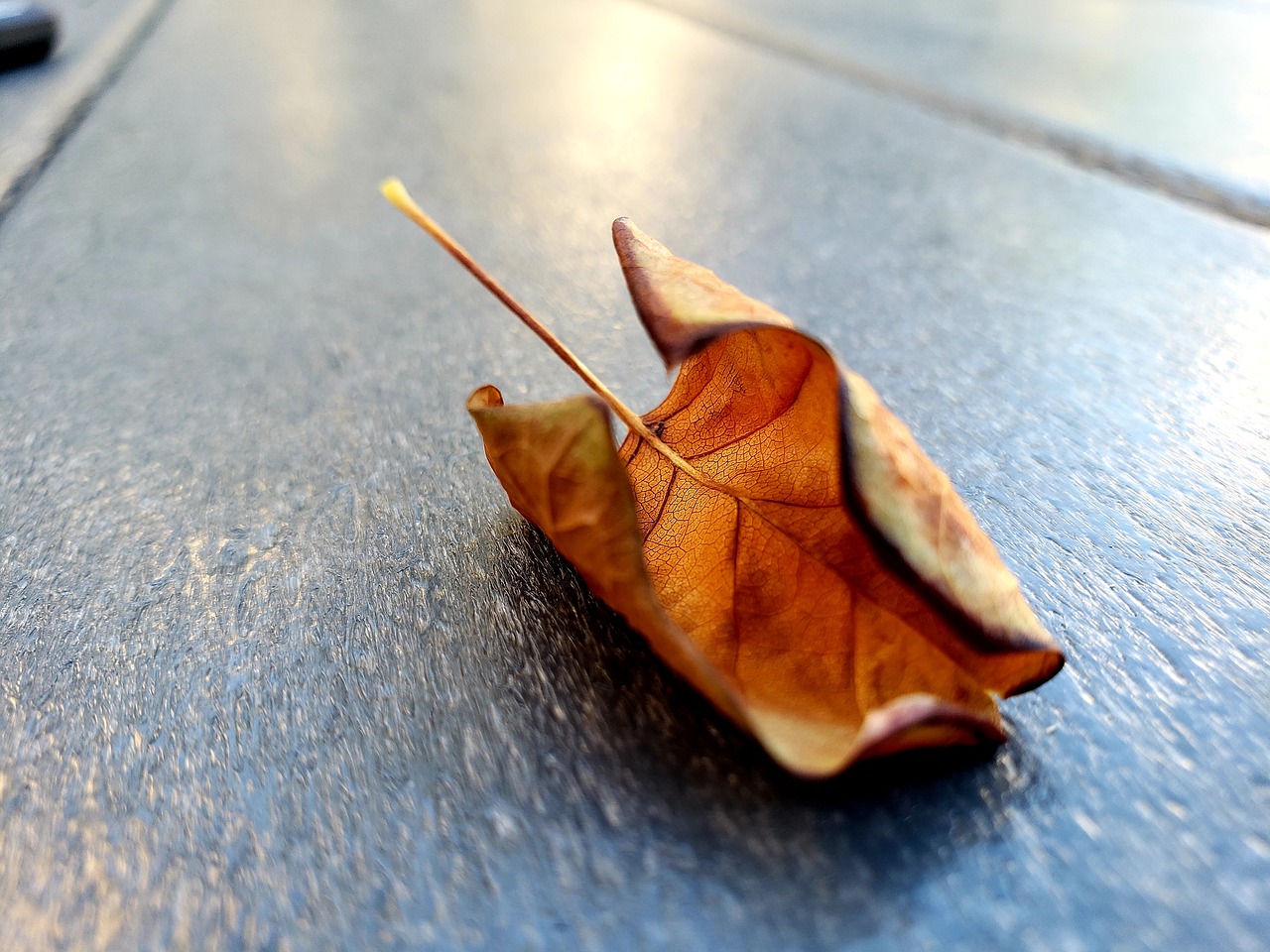 leaf  dried  table free photo