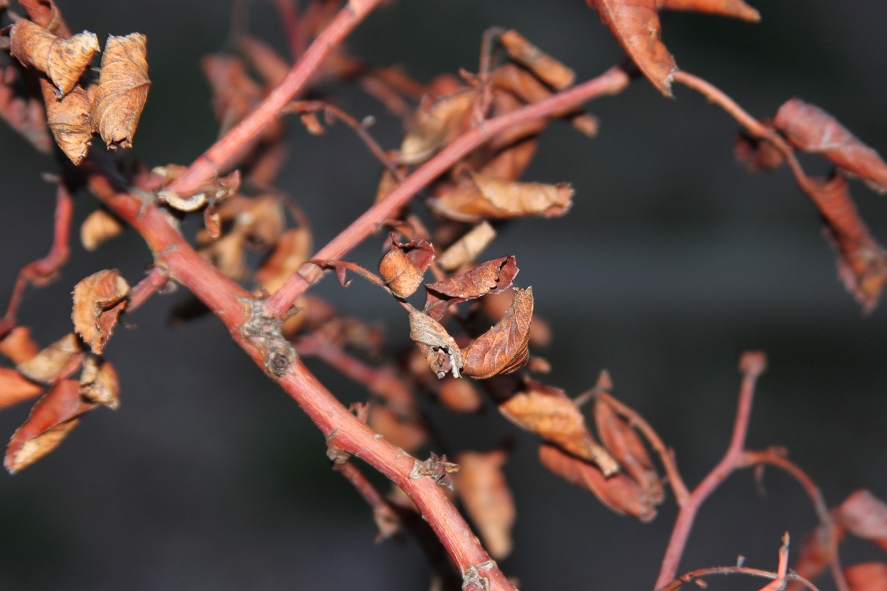 leaf  branches  dead free photo